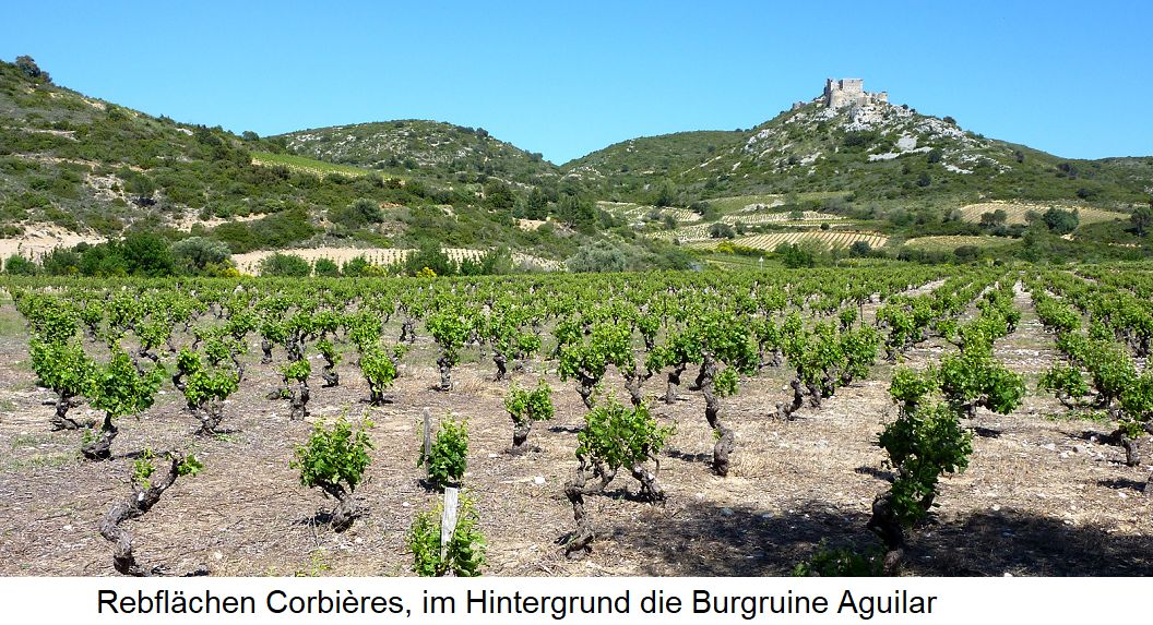 Weinberge im Corbières - im Hintergrund die Burgruine Aguilar