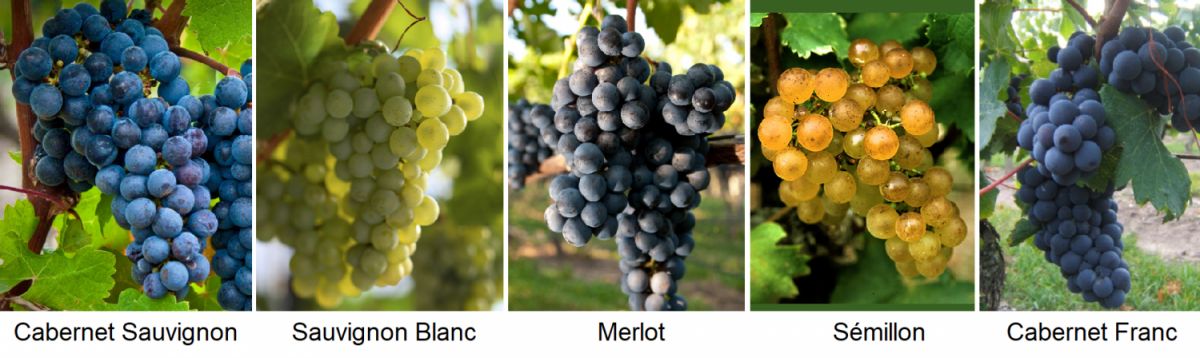 Weine Und Produzenten Aus Frankreich Bordeaux Wein Plus Wein Regionen