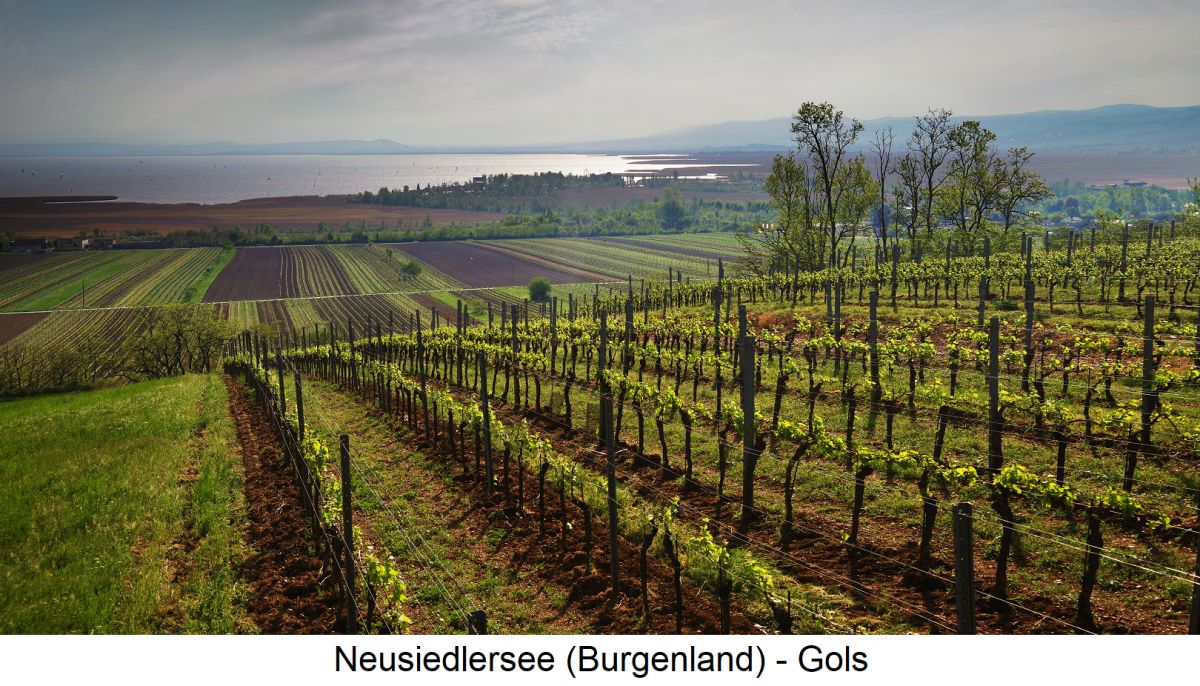 Neusiedlersee - Gols mit Weingärten