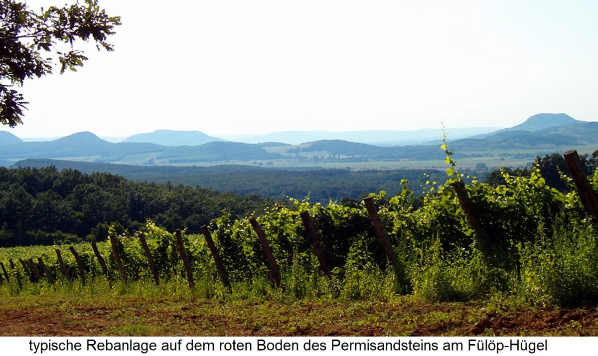 Balatonfelvidßek - typische Rebanlage auf dem roten Boden des Permisandsteins am Fülöp-Hügel