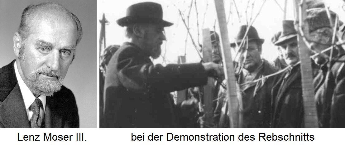 Lenz Moser III. und Demonstration des Rebschnitts