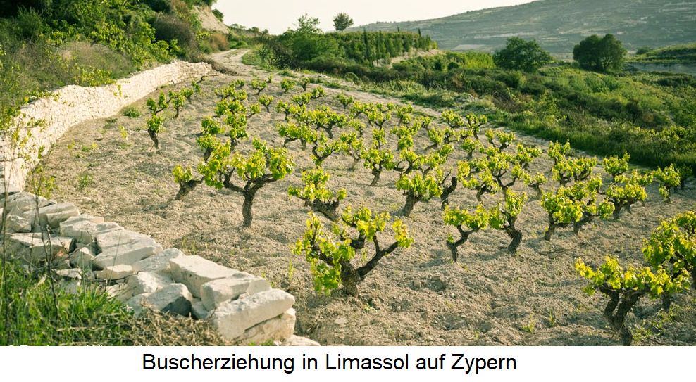 Gobelet - Buscherziehung in Limassol auf Zypern