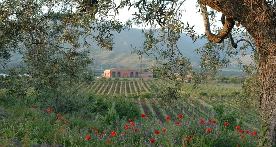 Tenuta delle Terre Nere - Weingutsgebäude inmitten von Rebflächen
