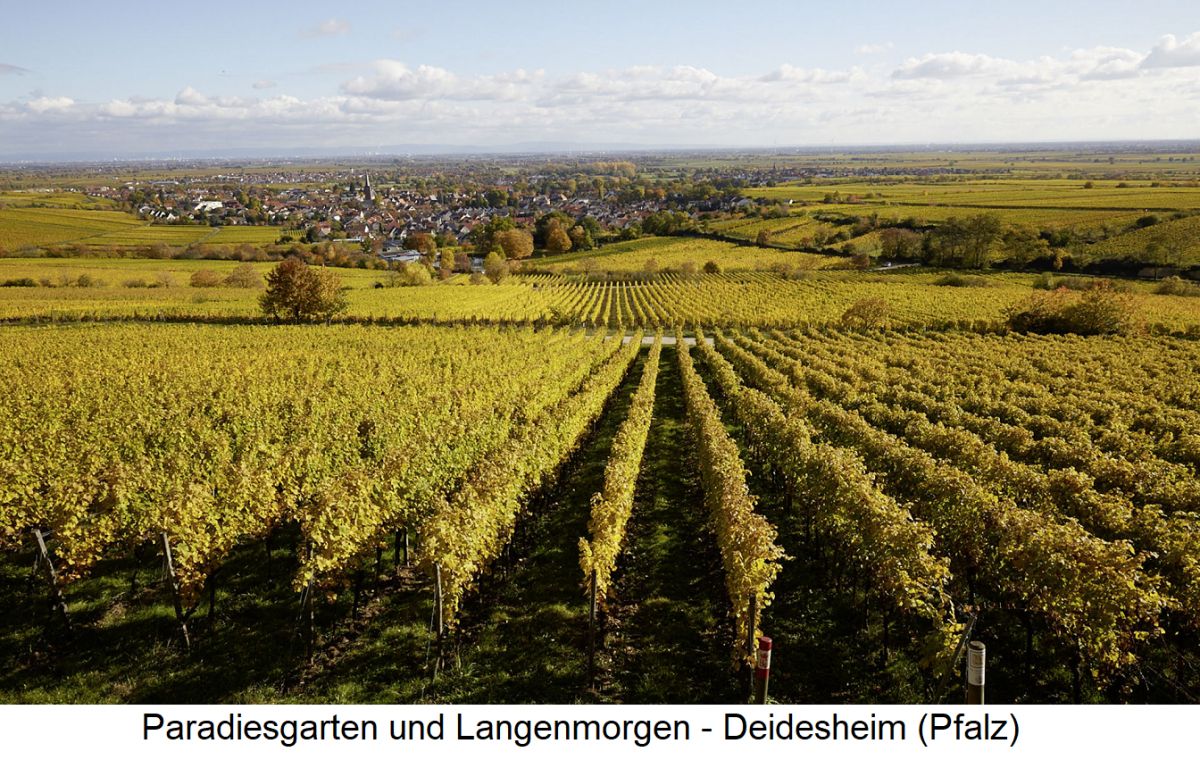 Bassermann-Jordan - Paradiesgarten und Langenmorgen - Deidesheim (Pfalz)