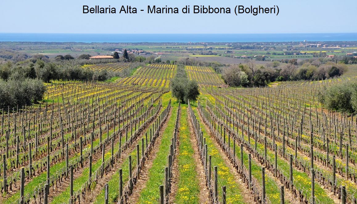 Bolgheri - Weinberg Bellaria Alta (Ornellaia) bei Marina di Bibbona