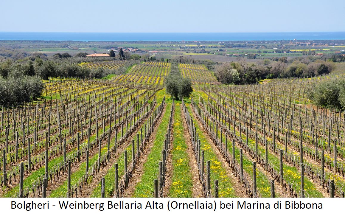 Bolgheri - Weinberg Bellaria Alta (Ornellaia) bei Marina di Bibbona