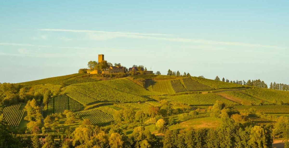 Burg Ravensburg - Burg mit Weingärten