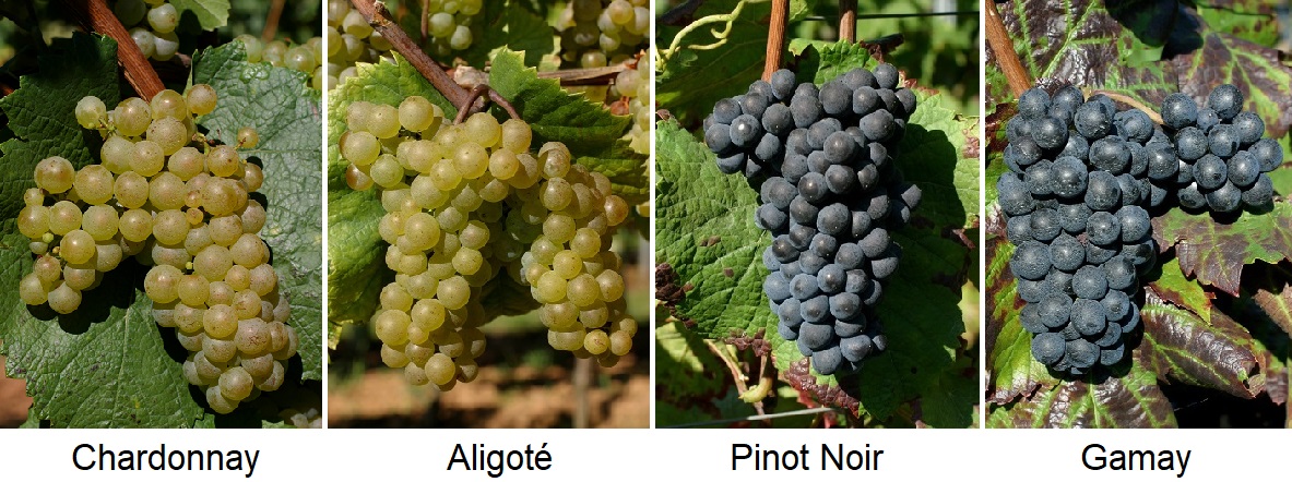 Burgund - Trauben von Chardonnay, Aligoté, Pinot Noir, Gamay