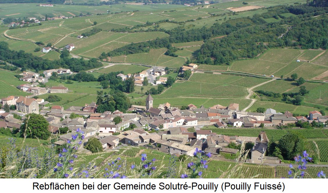 Pouilly-Fuissé - Rebflächen bei der Gemeinde Solutré