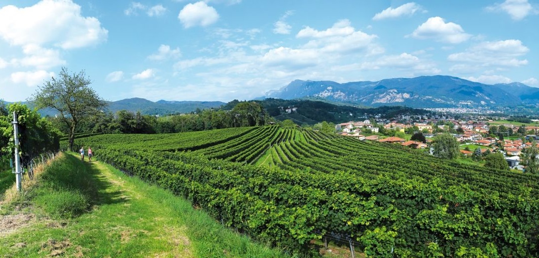 Tessin - Weingärten San Pietro und Ligornetto-Mendrisio